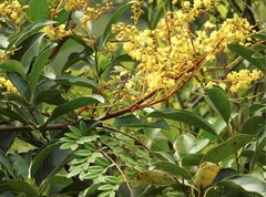 Caesalpinia vernalis