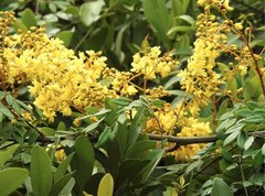 Caesalpinia vernalis