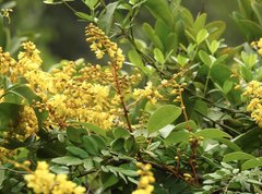 Caesalpinia vernalis