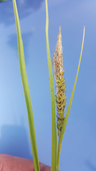 Carex halliana