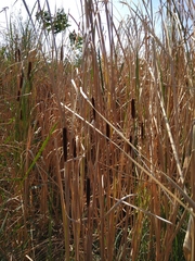 Typha laxmannii
