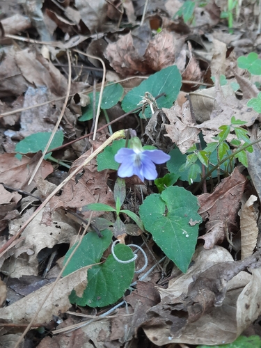 Image of Viola floridana by no rights reserved