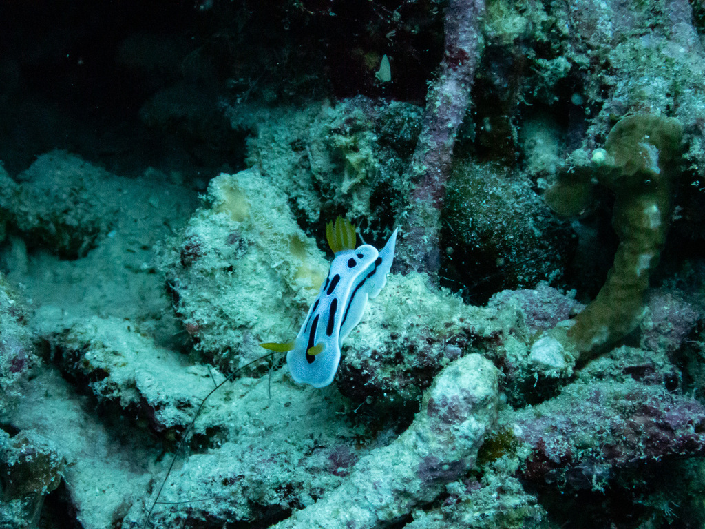 Diana's Chromodoris