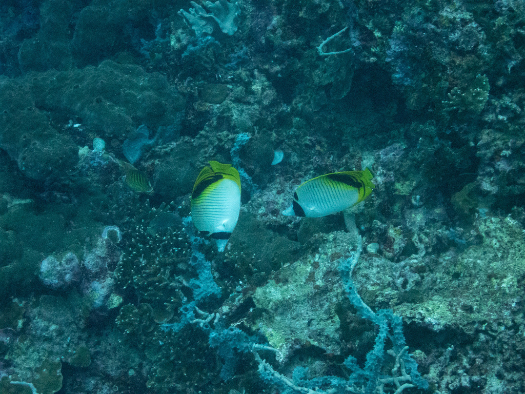 Pig-face Butterflyfish