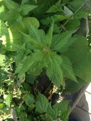 Urtica dioica