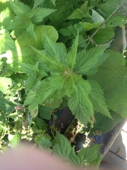 Urtica dioica