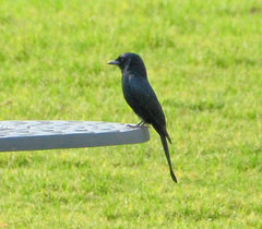 Melaenornis pammelaina ater