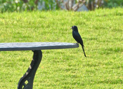 Melaenornis pammelaina ater