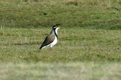 Vanellus tricolor