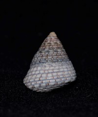 Cantharidus lepidus