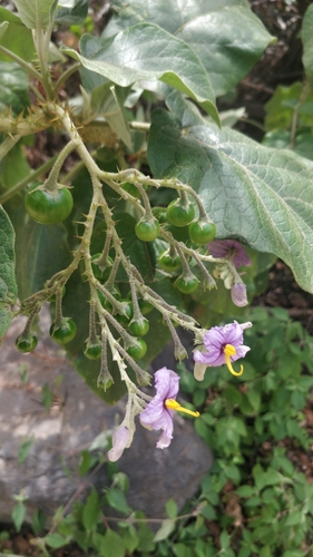 Solanum vespertilio, photograph 3