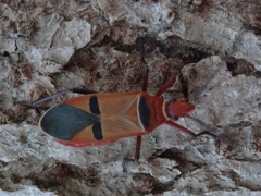 Dysdercus fasciatus