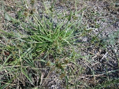 Cyperus glaber