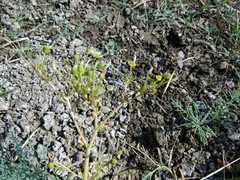 Ranunculus sceleratus