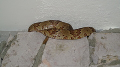 Trimorphodon paucimaculatus