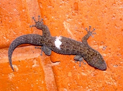 Phyllodactylus tuberculosus