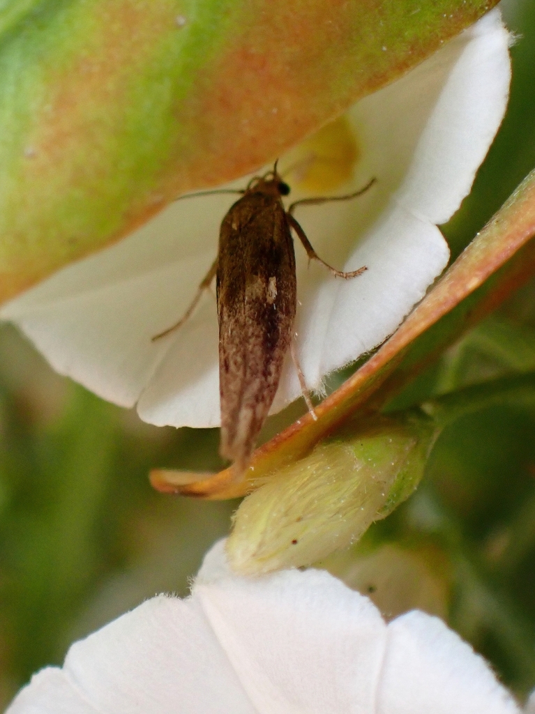 Scythris boseanella