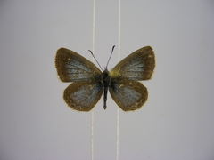 Zizina otis antanossa