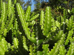 Euphorbia