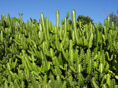 Euphorbia