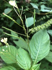 Impatientinum asiaticum