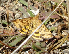 Pyrausta subsequalis