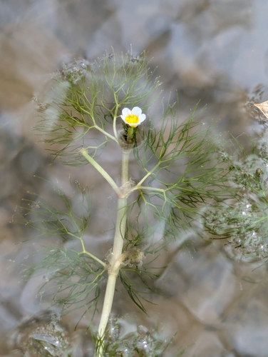 Image of Ranunculus baudotii by (c) Denis Bastianelli, some rights reserved (CC BY)