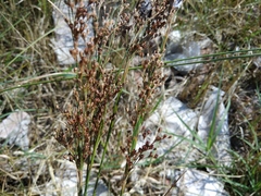 Juncus compressus