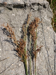 Juncus compressus