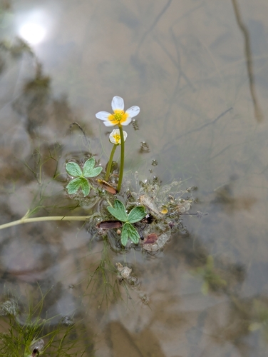 Image of Ranunculus baudotii by (c) Denis Bastianelli, some rights reserved (CC BY)