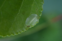Phyllocnistis unipunctella