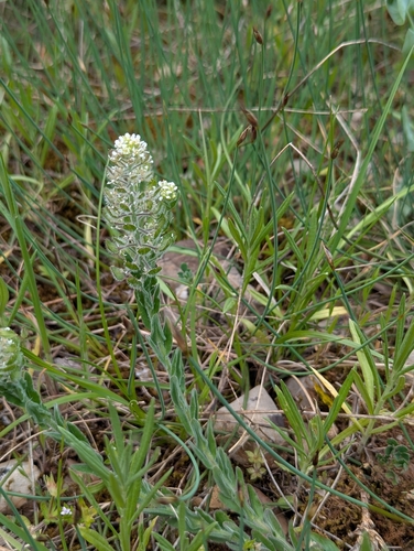 Image of Lepidium hirtum by (c) Denis Bastianelli, some rights reserved (CC BY)