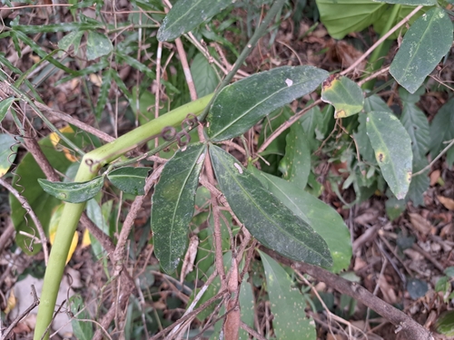 Image of Tetrastigma formosanum by (c) vrxz, some rights reserved (CC BY-SA)