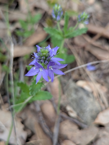 Image of Veronica orsiniana by (c) Denis Bastianelli, some rights reserved (CC BY)
