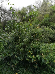 Buddleja madagascariensis