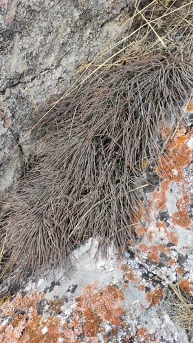 Image of Ephedra monosperma by (c) Юлия, some rights reserved (CC BY)