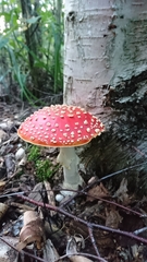 Amanita muscaria