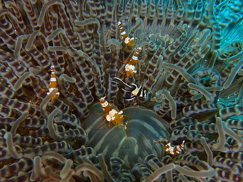 Photo of Beaded sea anemone (Heteractis aurora)