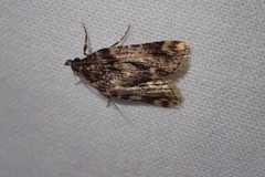 Aglossa cacamica