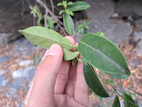 Image of Urceola rosea by (c) vrxz, some rights reserved (CC BY-SA)