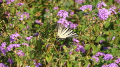 Iphiclides podalirius