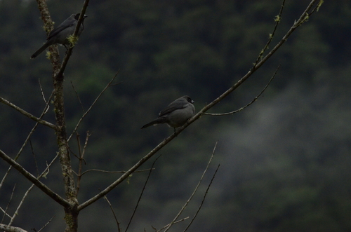 Black-faced Tanager (Schistochlamys melanopis), photo 7