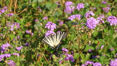 Iphiclides podalirius