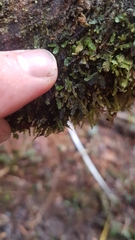 Hymenophyllum armstrongii