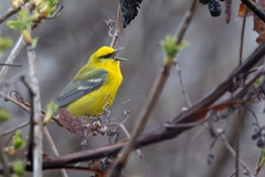 Blue-Winged Warbler photo 4