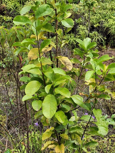 Pogonophora schomburgkiana, 2025-04-27
