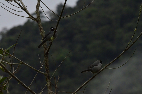 Black-faced Tanager (Schistochlamys melanopis), photo 6