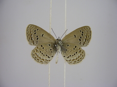 Zizina otis antanossa