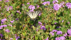 Iphiclides podalirius