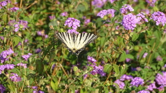 Iphiclides podalirius